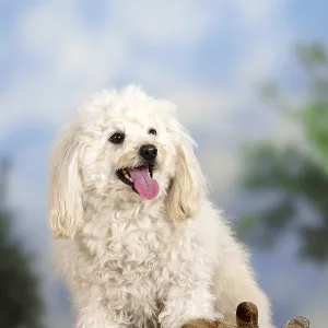Mixed breed dog with toy, stuffed animal