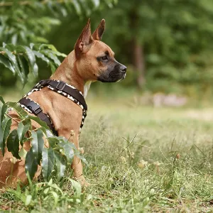 Mixed-breed dog wearing Y-shaped harness sitting among grass and plants Mixed-breed dog wearing Y-shaped harness sitting among grass and plants