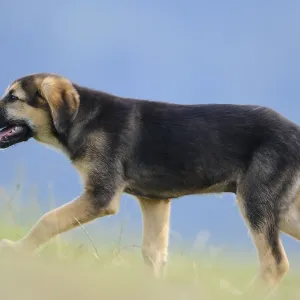 Mixed breed puppy running on a green meadow