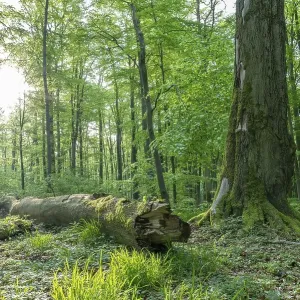 Mixed deciduous forest, deadwood