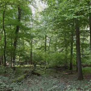 Mixed deciduous forest with English oak (Quercus robur) and hornbeam (Carpinus betulus)