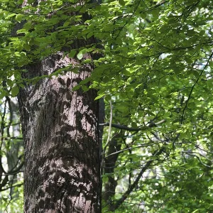 Mixed deciduous forest, Hulser Berg