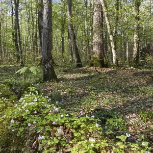 Mixed deciduous forest in spring with hornbeams and oaks Mixed deciduous forest in spring with hornbeams and oaks