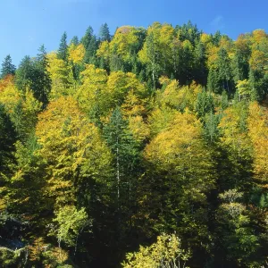 Mixed forest in autumn colour