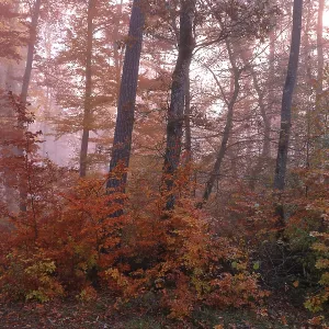 Mixed forest in autumn colour, beech family (Fagaceae)