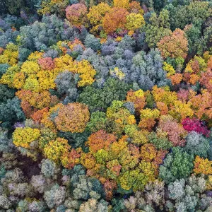 Mixed forest in autumn, colouring