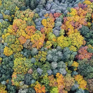 Mixed forest in autumn, colouring