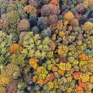 Mixed forest in autumn, colouring