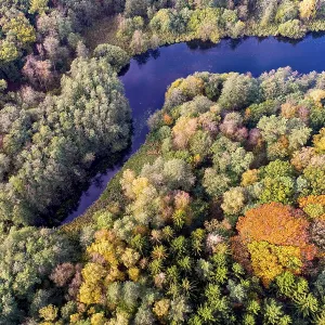 Mixed forest in autumn, colouring