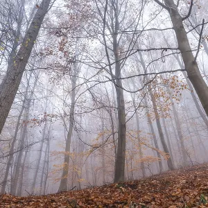 A mixed forest in autumn in the fog A mixed forest in autumn in the fog