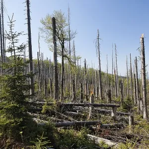 Mixed forest with dead spruces Mixed forest with dead spruces
