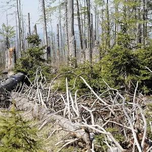 Mixed forest with dead and young spruces