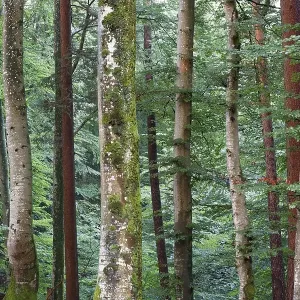 Mixed forest, Icking, Upper Bavaria Mixed forest, Icking, Upper Bavaria