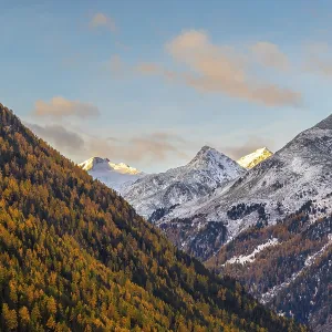 Mixed forest with larch trees (Larix) in autumn Mixed forest with larch trees (Larix) in autumn