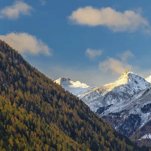Mixed forest with larch trees (Larix) in autumn Mixed forest with larch trees (Larix) in autumn