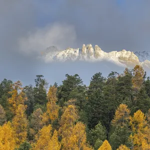 Mixed forest with larches (Larix) in autumn foliage off Piz Muragl Mixed forest with larches (Larix) in autumn foliage off Piz Muragl