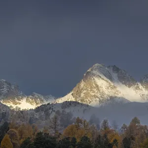 Mixed forest with larches (Larix) in autumn foliage off Piz Muragl and La Sours Mixed forest with larches (Larix) in autumn foliage off Piz Muragl and La Sours