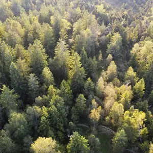 Mixed forest, near Koenigsdorf