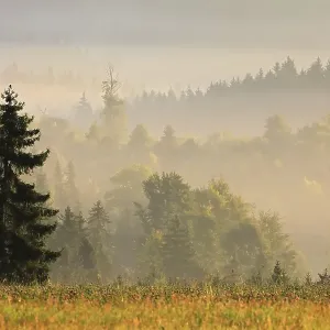 Mixed forest in Norgennebel, Krennheinstetten