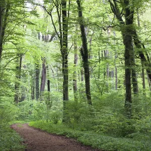 Mixed forest in spring, beeches Mixed forest in spring, beeches