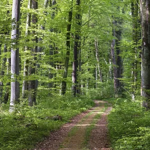Mixed forest in spring, copper beech (Fagus sylvatica) Mixed forest in spring, copper beech (Fagus sylvatica)