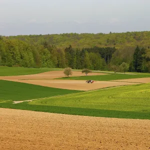 Mixed forest in the spring, field scenery