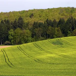 Mixed forest in the spring, field scenery