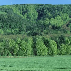 Mixed forest in spring, Lower Saxony