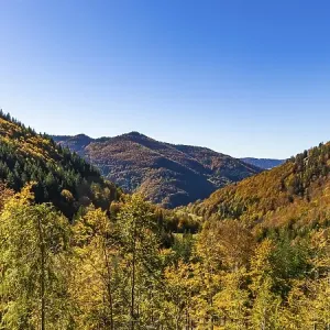 Mixed forest in the Upper Black Forest in autumn