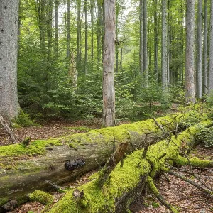 Mixed mountain forest with copper beech (Fagus sylvatica) and spruce (Picea abies) Mixed mountain forest with copper beech (Fagus sylvatica) and spruce (Picea abies)