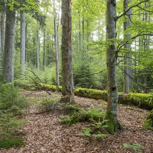 Mixed mountain forest with copper beech (Fagus sylvatica) and spruce (Picea abies) Mixed mountain forest with copper beech (Fagus sylvatica) and spruce (Picea abies)