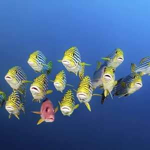 Mixed Swarm Oriental Sweetlips (Plectorhinchus vittatus) and two-spot red snapper (Lutjanus bohar) Mixed Swarm Oriental Sweetlips (Plectorhinchus vittatus) and two-spot red snapper (Lutjanus bohar)