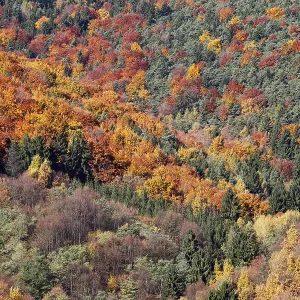 Mixed woodland near Woesendorf in autumn Mixed woodland near Woesendorf in autumn