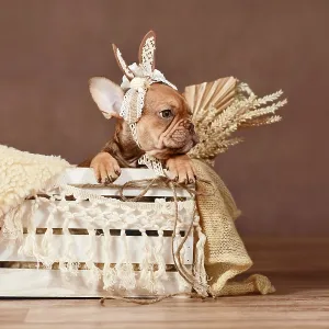 Mocca French Bulldog dog puppy with lace bunny ears in box in front of brown background
