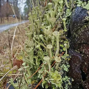 Licén claviforme (Cladonia fimbriata) en el tronco de un árbol a lo largo de un sendero forestal. Licén claviforme (Cladonia fimbriata) en el tronco de un árbol a lo largo de un sendero forestal.