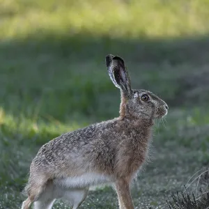 At the last moment, the hare (Lepus europaeus) has spotted the photographer