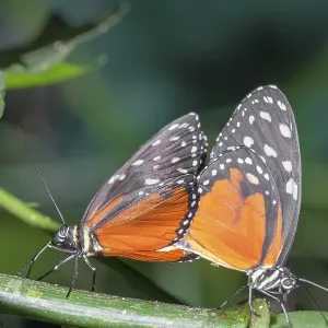 Monarch Butterflies, (heliconius hecale)