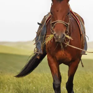 Mongolian Horses in the steppes of Mongolia Mongolian Horses in the steppes of Mongolia