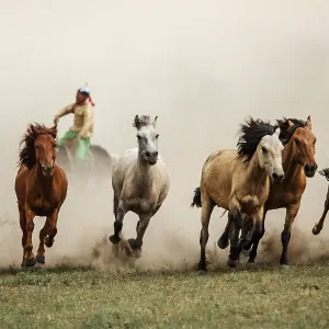 Mongolian Horses in the steppes of Mongolia Mongolian Horses in the steppes of Mongolia