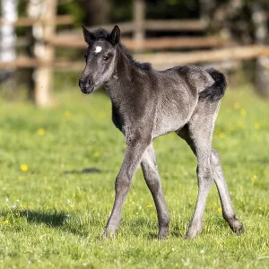 Mongrel horse, foal, Germany