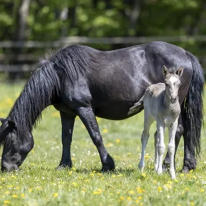 Mongrel horse, foal, Germany