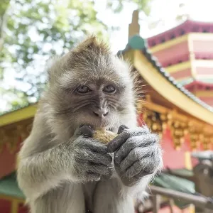 Monkey, Macaque (Macaca), Tiger Cave Temple