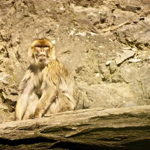A monkey sitting on a rocky surface in sunlight