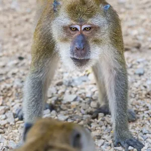 Monkey in Wat Sok Tham temple, macaque Monkey in Wat Sok Tham temple, macaque