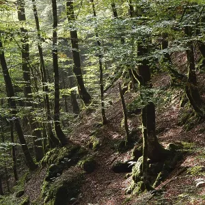 Montane forest, Risnjak National Park Montane forest, Risnjak National Park