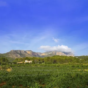 Montgo mountain and vineyards in alicante of spain