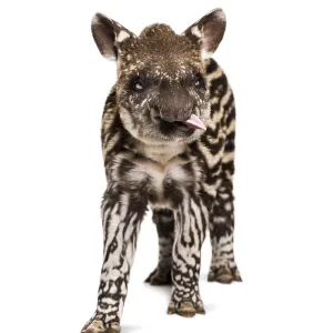 Month old Brazilian tapir looking at camera in front of white background Month old Brazilian tapir looking at camera in front of white background
