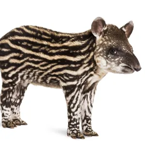 Month old Brazilian tapir standing in front of white background Month old Brazilian tapir standing in front of white background
