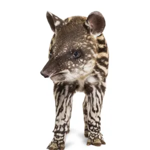 Month old Brazilian tapir standing in front of white background Month old Brazilian tapir standing in front of white background