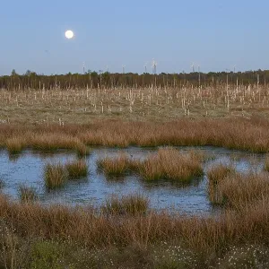 Moon over extensive moor landscape with water areas and plants Moon over extensive moor landscape with water areas and plants